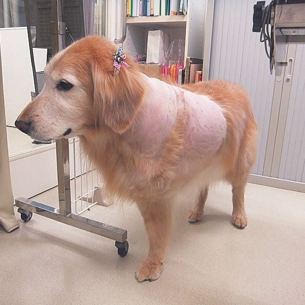 左前足を断脚した10才のゴールデン・レトリーバー（メス）。写真提供／堀川先生