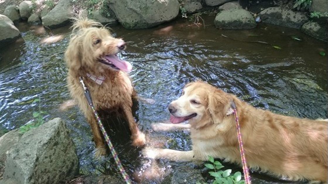 ゴールデン レトリーバーとラブラドール レトリーバーの3つの違い いぬのきもちweb Magazine ゴールデン レトリーバーとラブラドール レトリーバーの3つの違い いぬのきもちweb Magazine