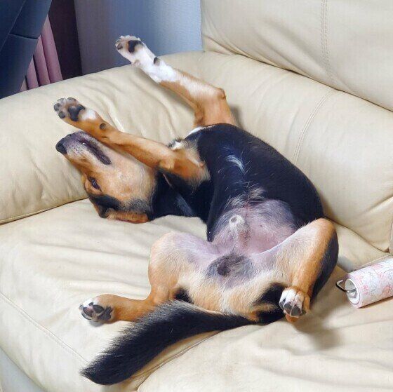 柴ビーグル　マロ　ヘソ天