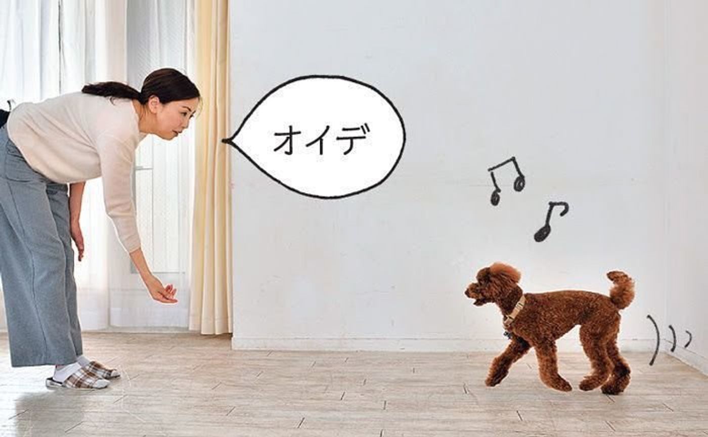 どうせ遊ぶなら 愛犬との信頼関係が深まる室内遊びを いぬのきもちweb Magazine どうせ遊ぶなら 愛犬との信頼関係が深まる室内遊びを いぬのきもちweb Magazine
