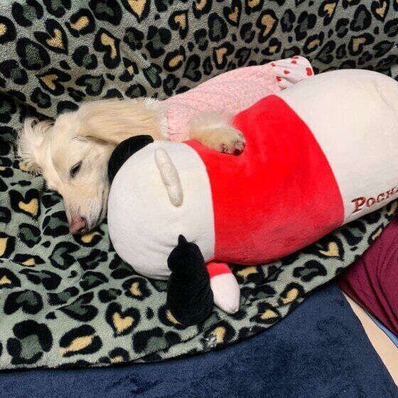 ミニチュア・ダックスフンドのバニラちゃん