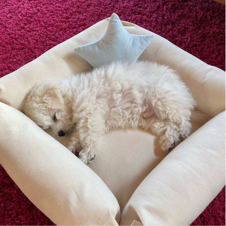 おすすめの犬用ベッド 21年最新 犬に快適なベッドとは いぬのきもちweb Magazine