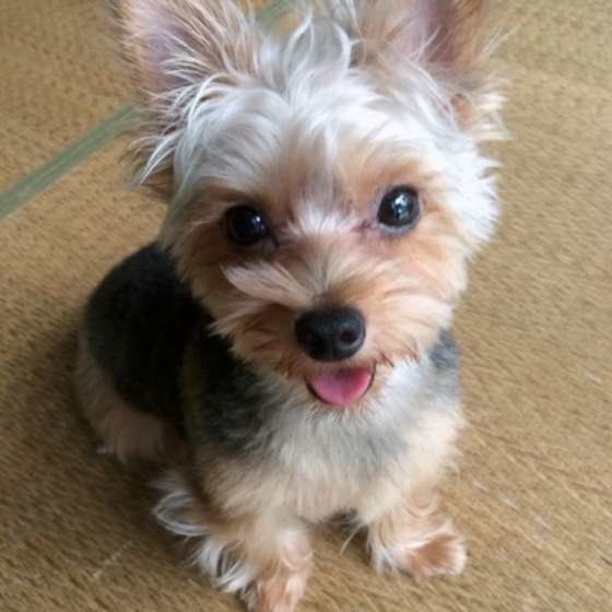 ヨークシャー・テリアのまりんちゃん