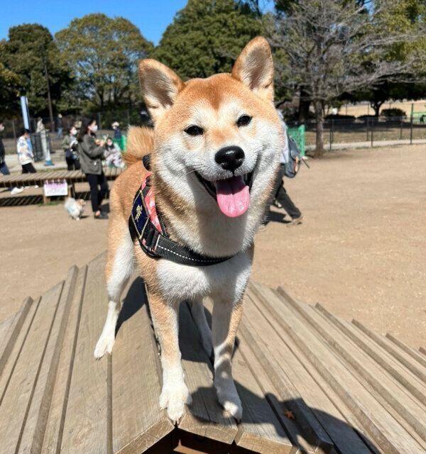 ドッグランで遊ぶ唯ちゃん