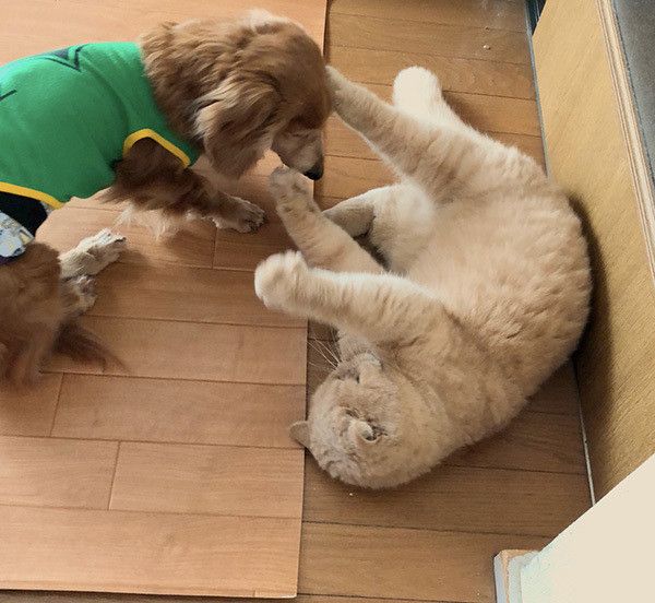 ミニチュア・ダックスフンドとエキゾチックショートヘアー