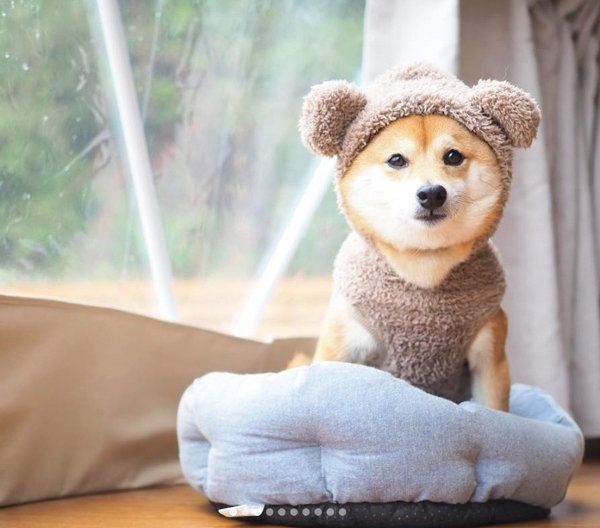 洋服を着るにこちゃん