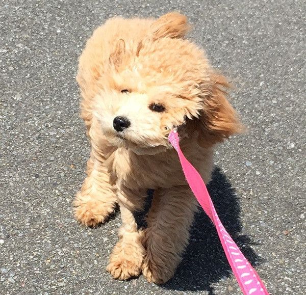 嫌がるトイ・プードル