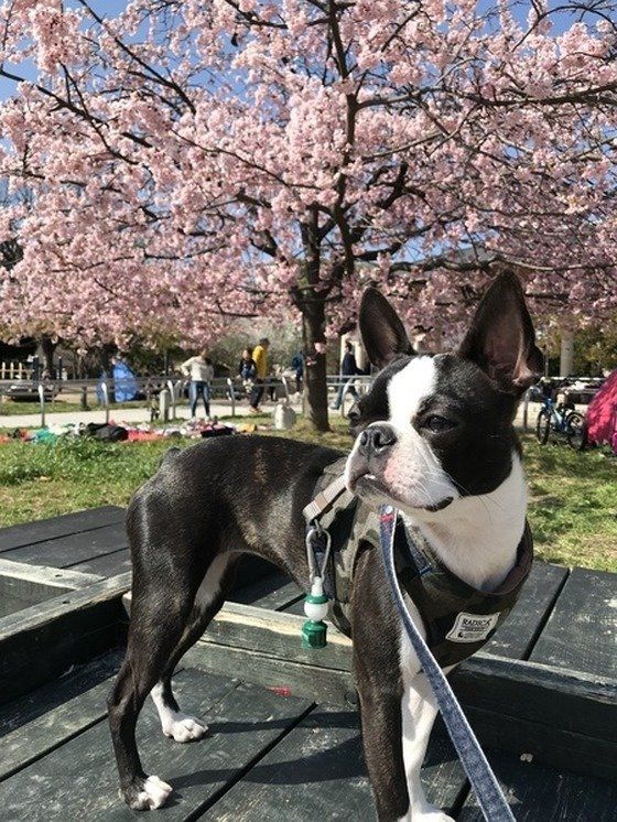 ボストン・テリア