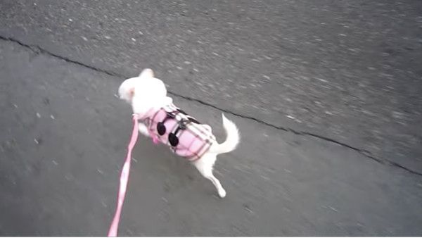 散歩を楽しむチワワ