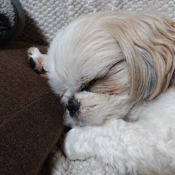 シー・ズーのあいちゃん