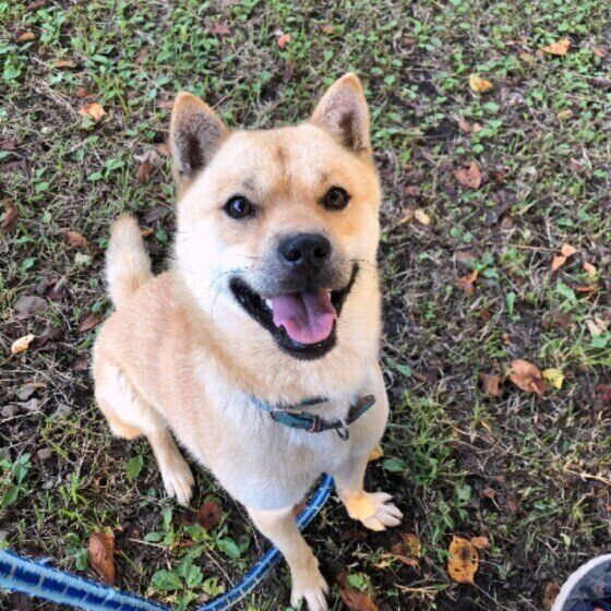 北海道犬の文太くん