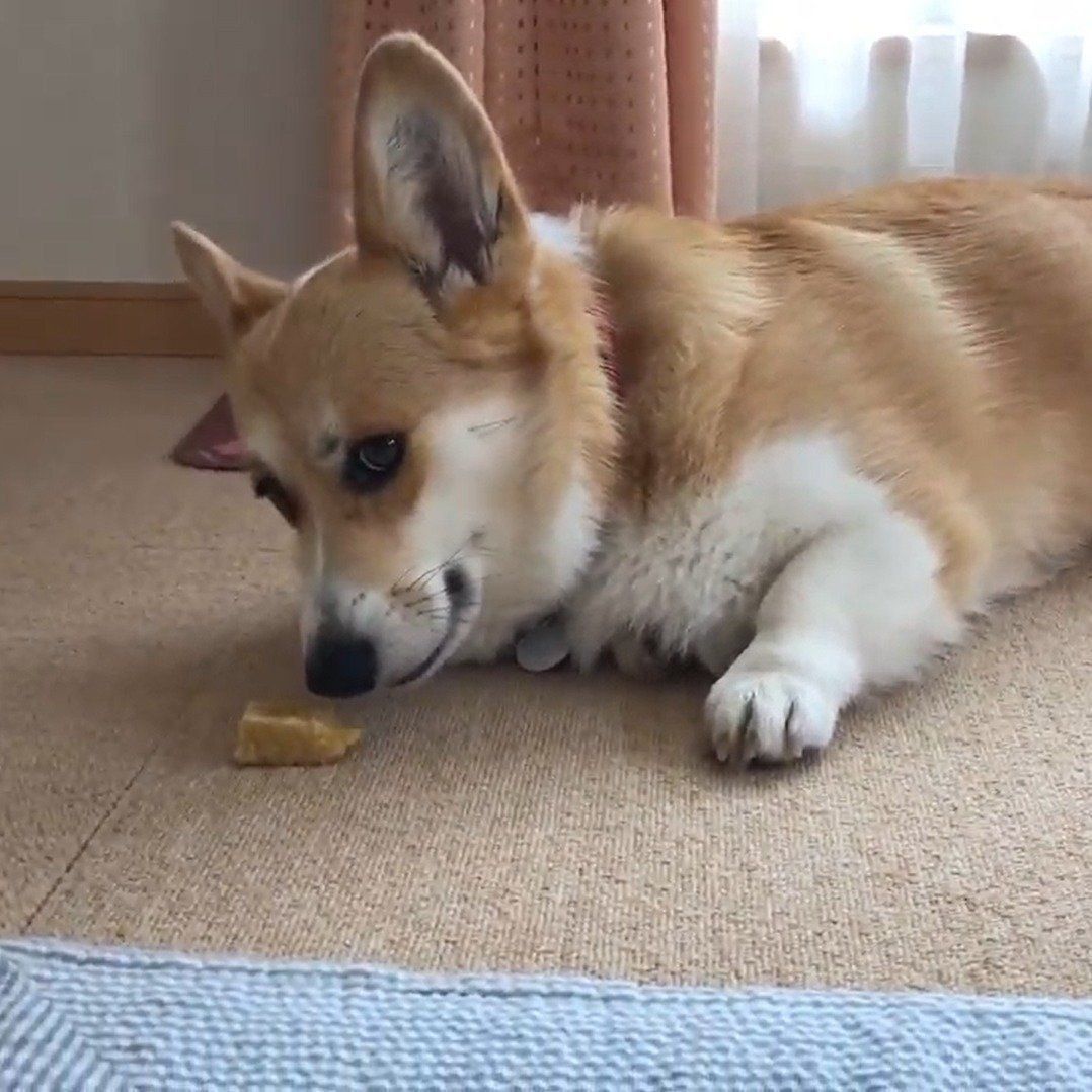 チーズを食べる陽菜ちゃん