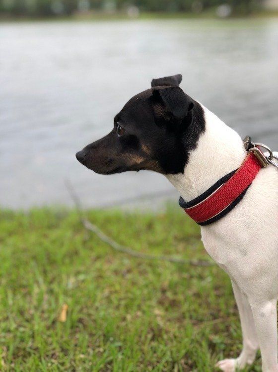 マル ｜日本テリア