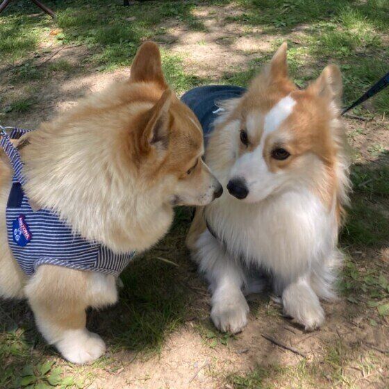 犬同士の挨拶って何をしているの？獣医師に聞いてみた いぬのきもち