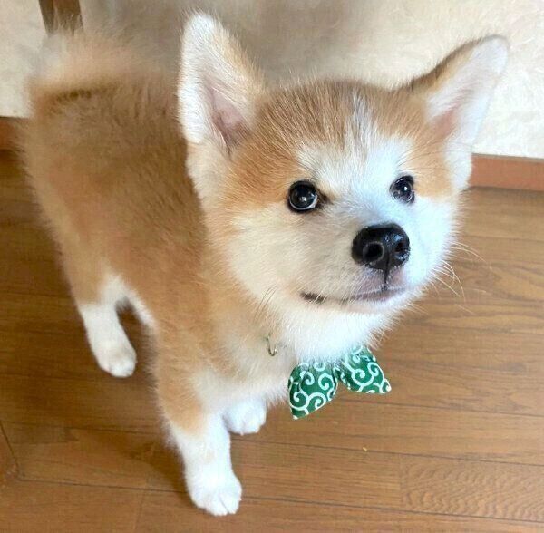 「見つかっちゃった?」という表情をする福くん