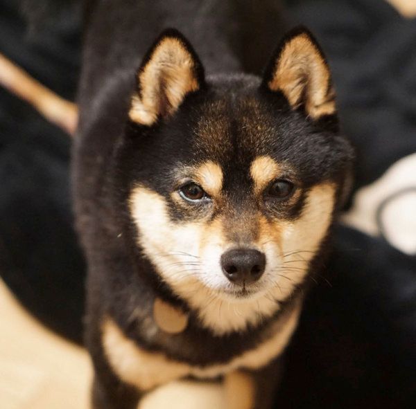 散歩に行きたい犬