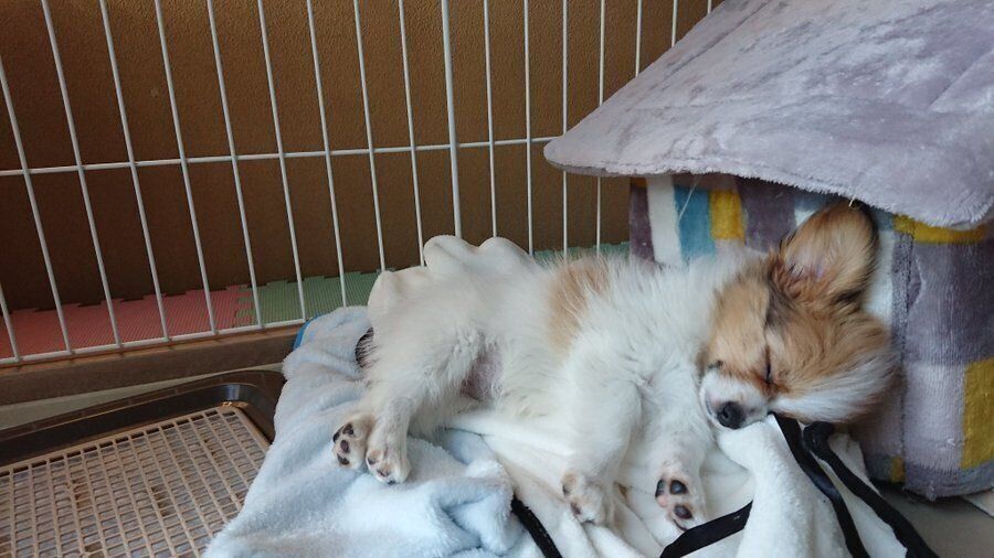 生後約2カ月をすぎたころのパピヨン