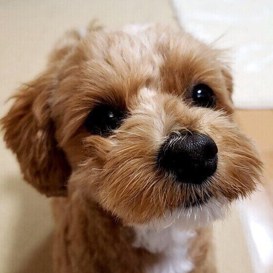 小型Mix犬のふくちゃん