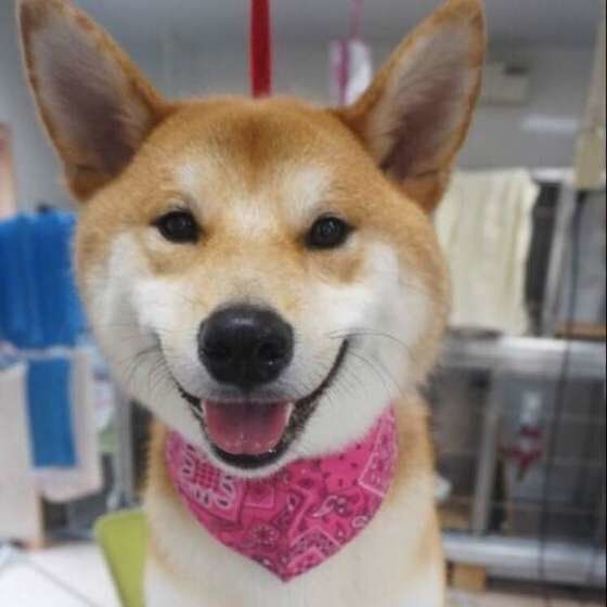 専門家監修 柴犬のシャンプーの頻度や方法 注意点 おすすめ製品も いぬのきもちweb Magazine