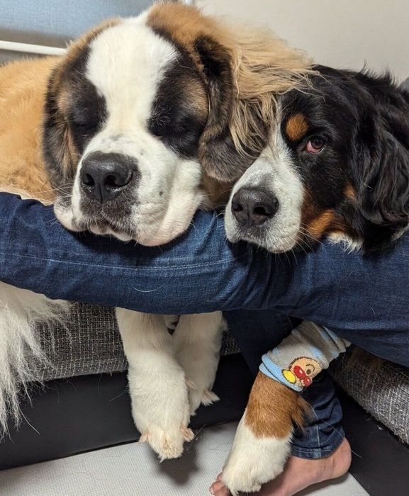 パパさんに甘えるまさおくん、つとむくん