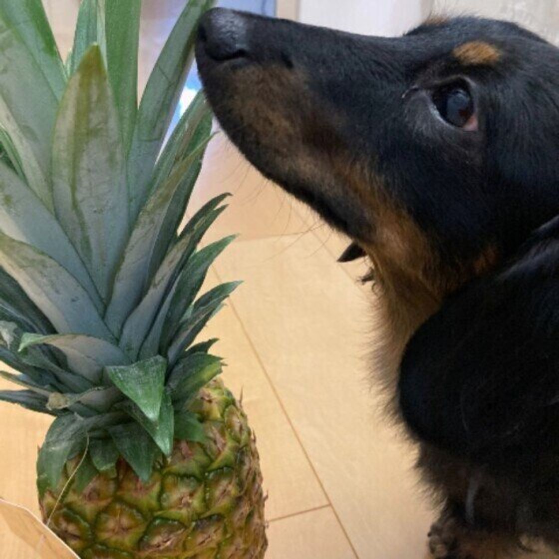 獣医師監修 犬にパイナップルを与えるときは注意が必要 与えるメリットとデメリットを解説 いぬのきもちweb Magazine 獣医師監修 犬にパイナップルを与えるときは注意が必要 与えるメリットとデメリットを解説 いぬのきもちweb Magazine