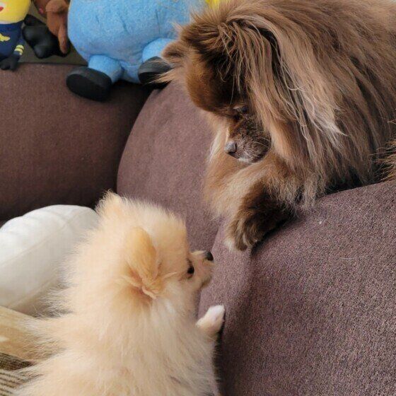 向かい合う2匹のポメラニアン