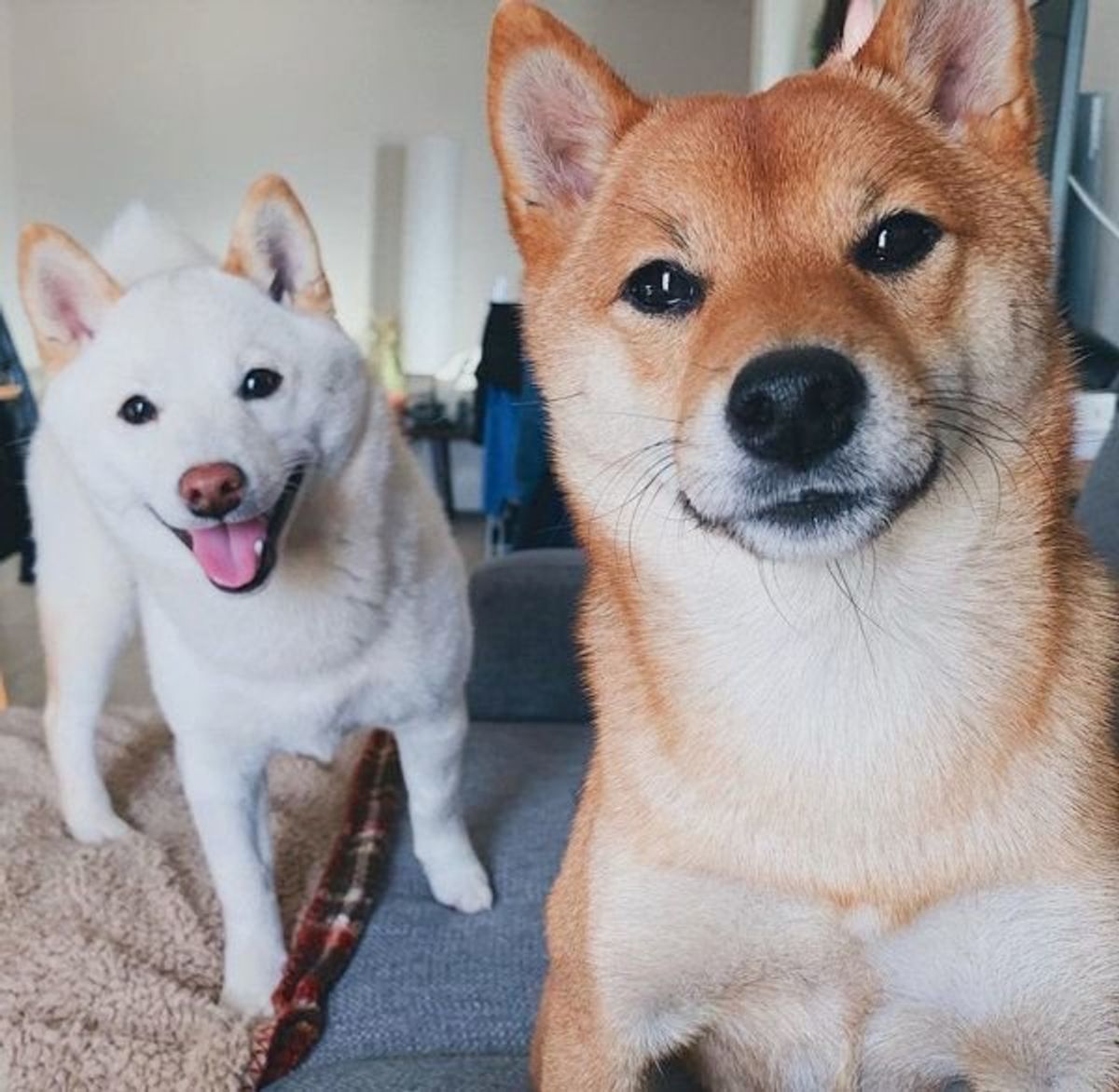 どういう状況 ある場所 から見つめるワンコの姿に衝撃 いぬのきもちweb Magazine どういう状況 ある場所 から見つめるワンコの姿に衝撃 いぬのきもちweb Magazine