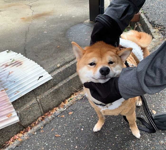 ナデナデされるろくくん