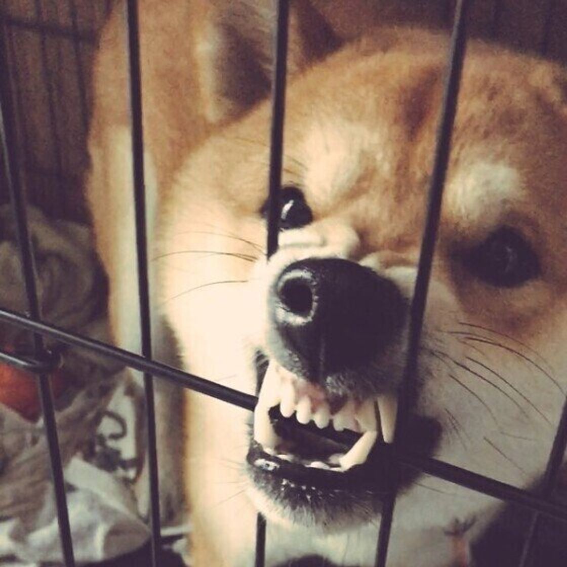 人よりもジェラシーがスゴい 嫉妬しやすい犬の特徴とお世話のコツを解説 いぬのきもちweb Magazine 人よりもジェラシーがスゴい 嫉妬しやすい犬の特徴とお世話のコツを解説 いぬのきもちweb Magazine