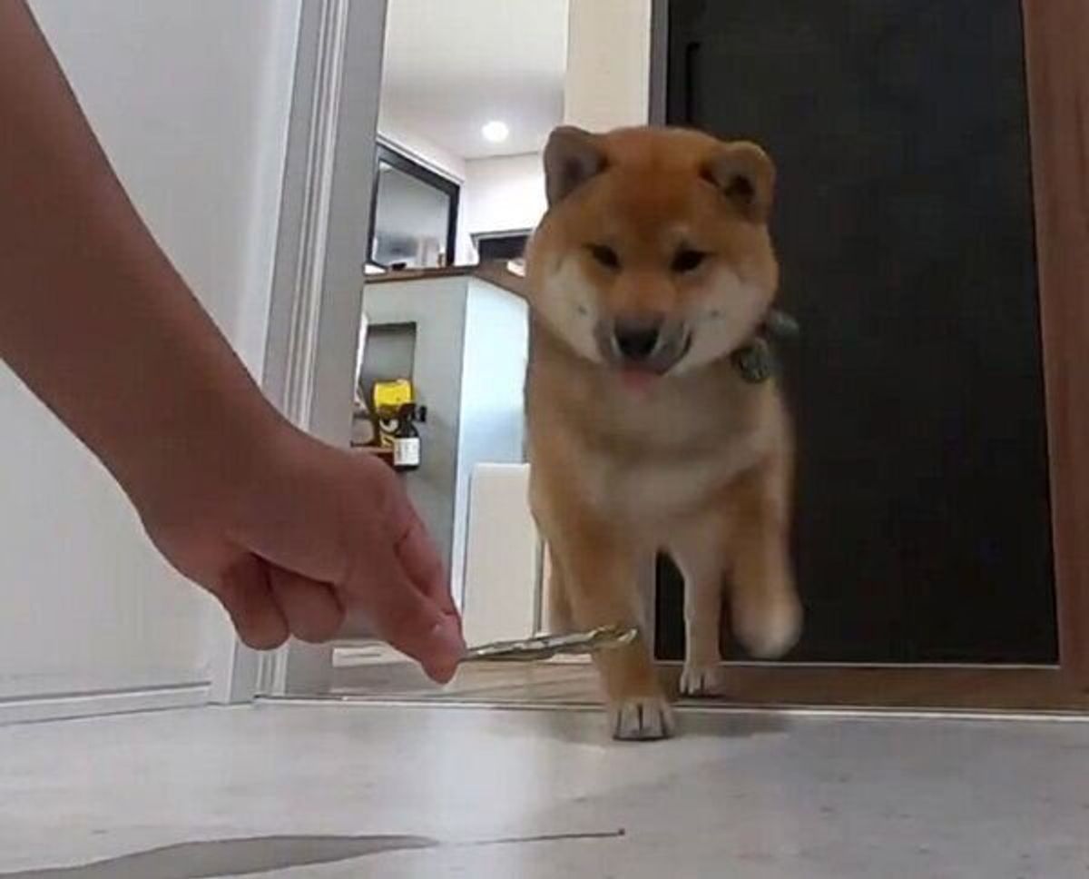 シャンプー嫌いの柴犬をおやつでおびき寄せる飼い主 爆笑必至の展開 熱い攻防戦の舞台裏は いぬのきもちweb Magazine シャンプー嫌いの柴犬をおやつでおびき寄せる飼い主 爆笑必至の展開 熱い攻防戦の舞台裏は いぬのきもちweb Magazine