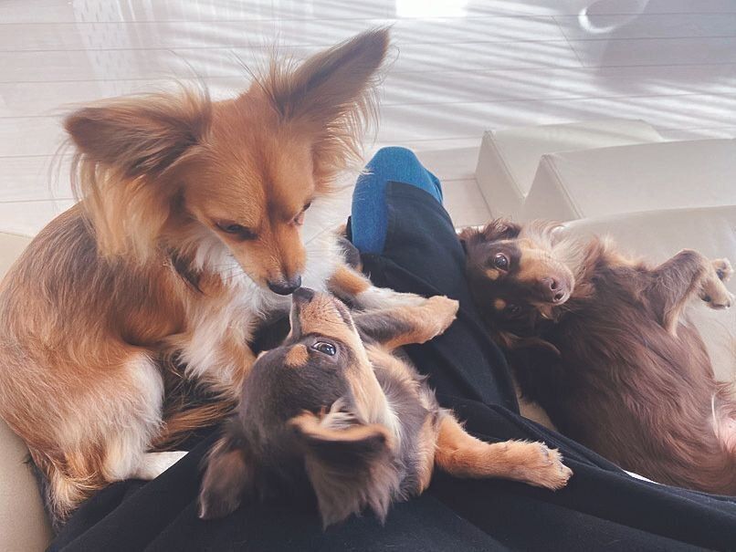 左から、ひなたくん、かなたくん、ふうたくん