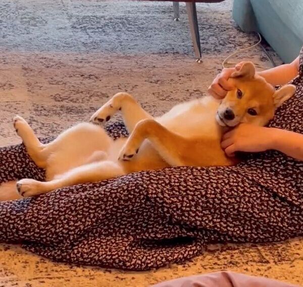 まったりするこぐまくん