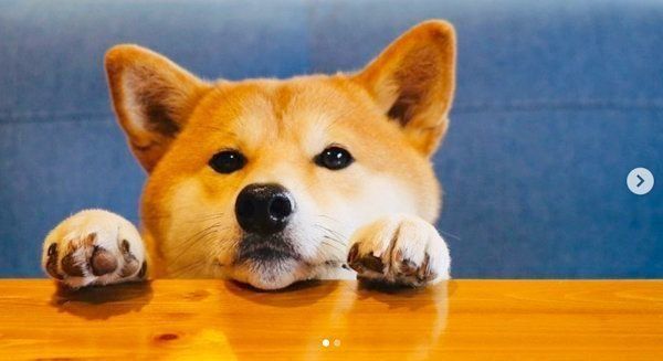 テーブルからお顔を出す柴犬