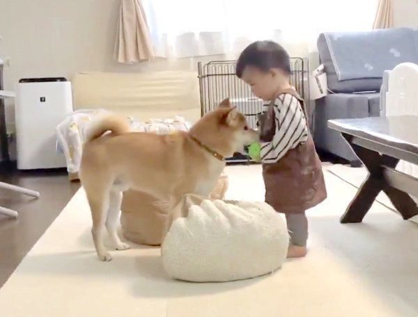 りんご郎くんにボールをあげる妹ちゃん