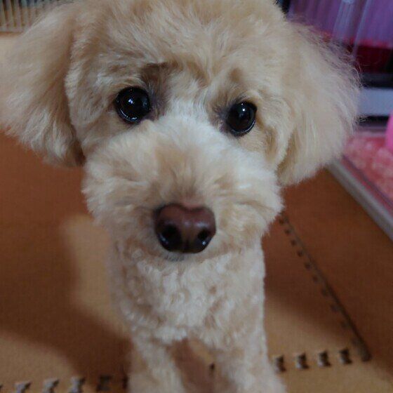 トイ・プードル　困ったちゃん顔 