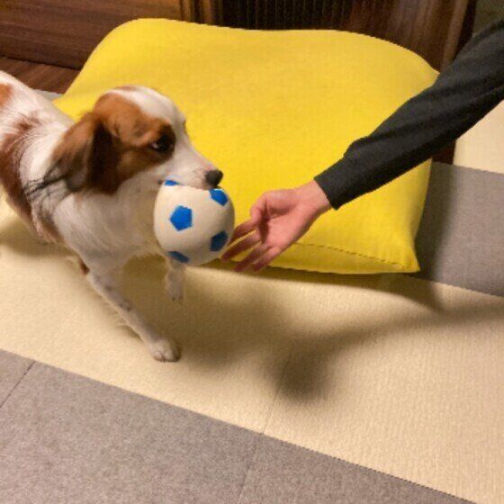 コーイケルホンディエのstellaちゃん