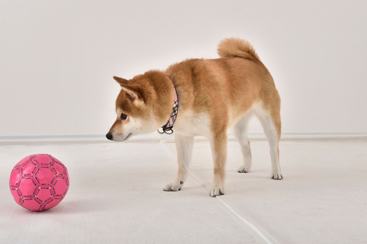 ストレス発散になって絆も深まる 愛犬とボール遊びをしよう いぬのきもちweb Magazine ストレス発散になって絆も深まる 愛犬とボール遊びをしよう いぬのきもちweb Magazine