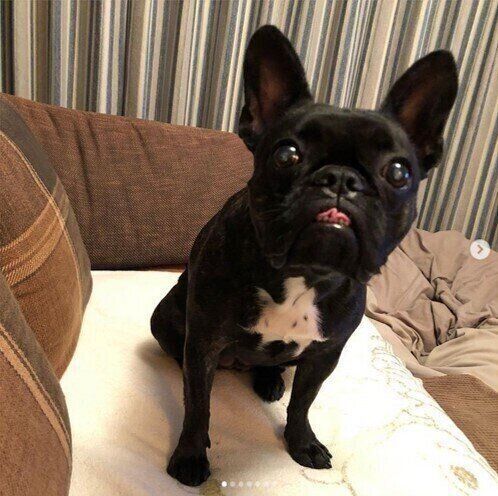 舌出しっぱなしだよ かわいい 舌出し犬 をインスタで発見 いぬのきもちweb Magazine