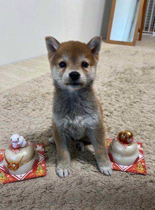 生後3カ月の犬