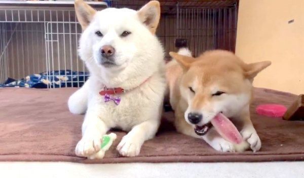 おもちゃで遊ぶQ太郎くんとみかんちゃん