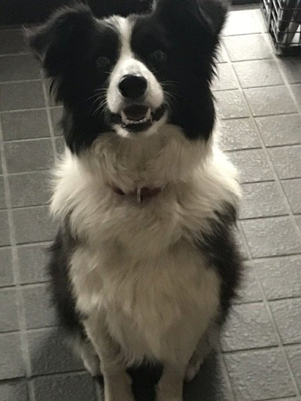 犬の4大感情って知ってる その特徴的なしぐさ 行動と絆の強め方 いぬのきもちweb Magazine 犬の4大感情って知ってる その特徴的なしぐさ 行動と絆の強め方 いぬのきもちweb Magazine