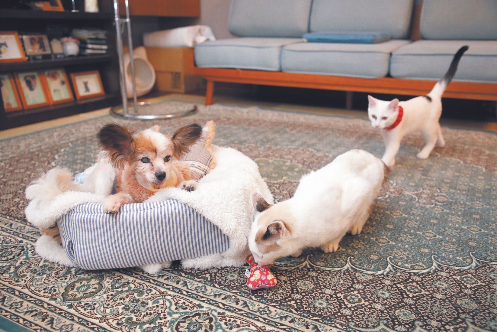 Ｔさん家には現在、２匹の愛猫と２匹の保護猫がいます。愛猫のさぶくん（写真手前）と、保護した子猫の月くん（写真奥）は、松ケンくんとも仲よし