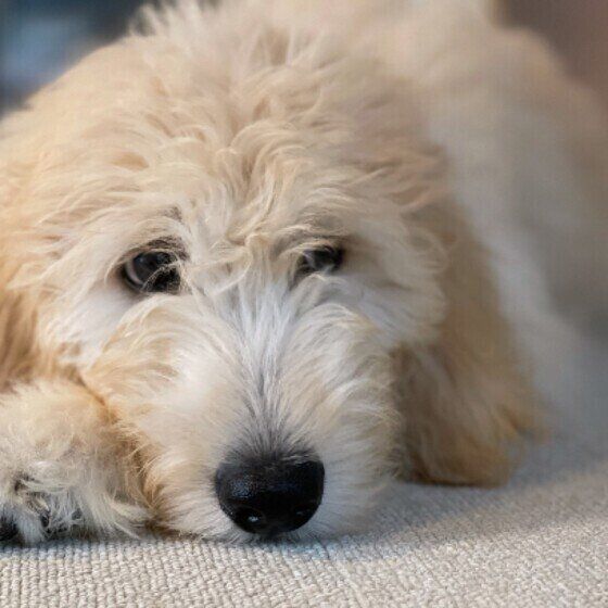 寝起きのふくちゃん