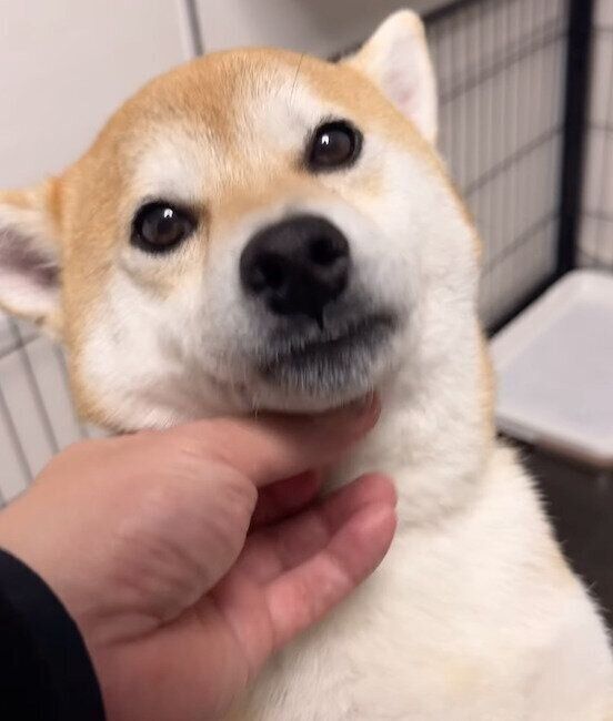 飼い主さんを出迎えるむぎちゃん