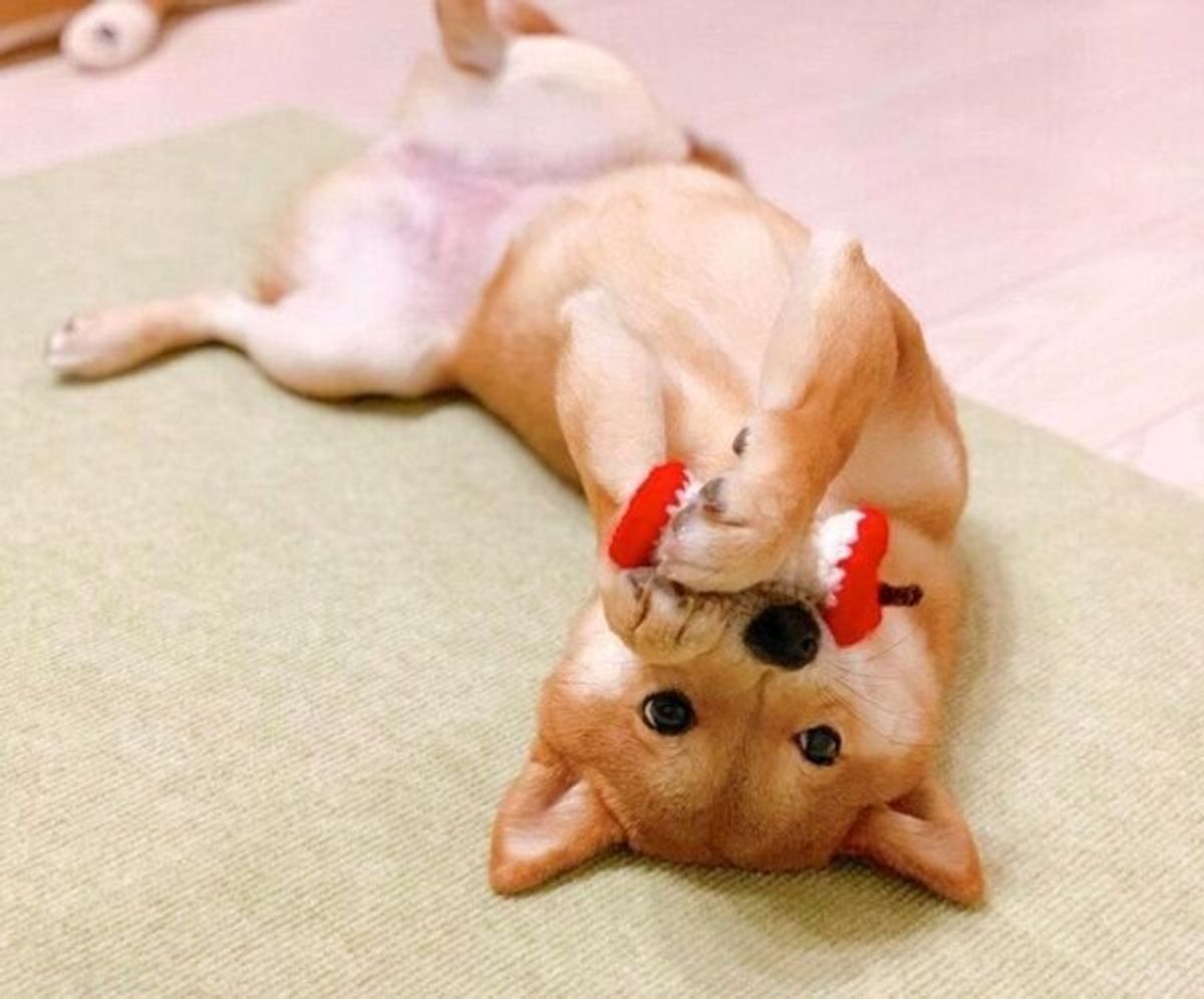 まるで ワニワニパニック みたい 飼い主と綱引きをする豆柴が見せた行動に悶絶 いぬのきもちweb Magazine まるで ワニワニパニック みたい 飼い主と綱引きをする豆柴が見せた行動に悶絶 いぬのきもちweb Magazine