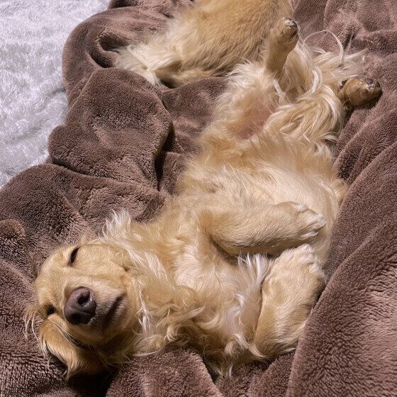 カニーンヘン・ダックスフンドのそらくん