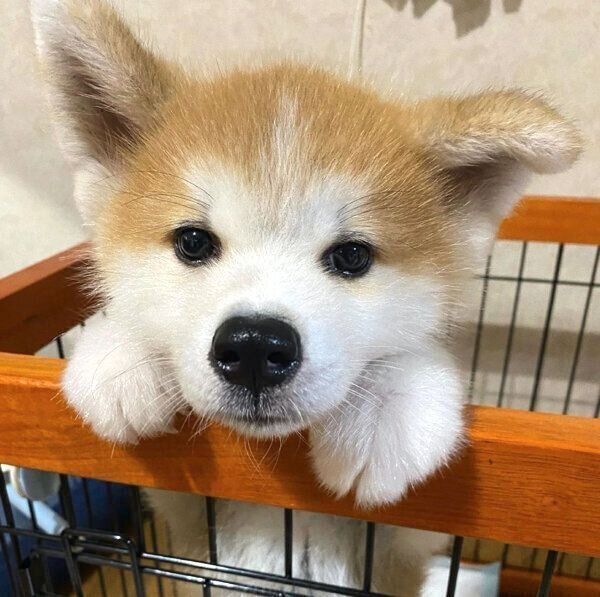 家に迎えた日の福くん