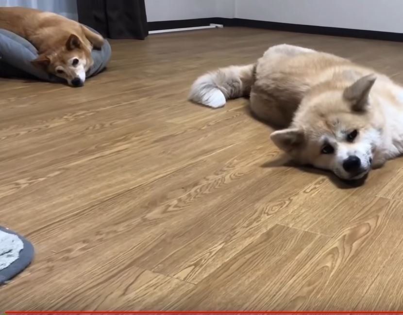 秋田犬と雑種犬