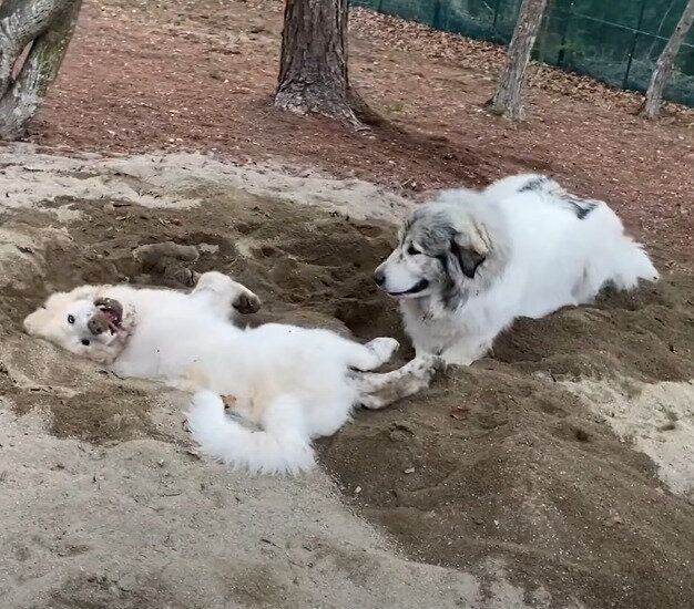 穴を掘って遊ぶグレート・ピレニーズ