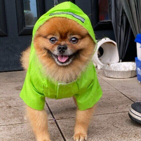 ポメラニアンのここあくん